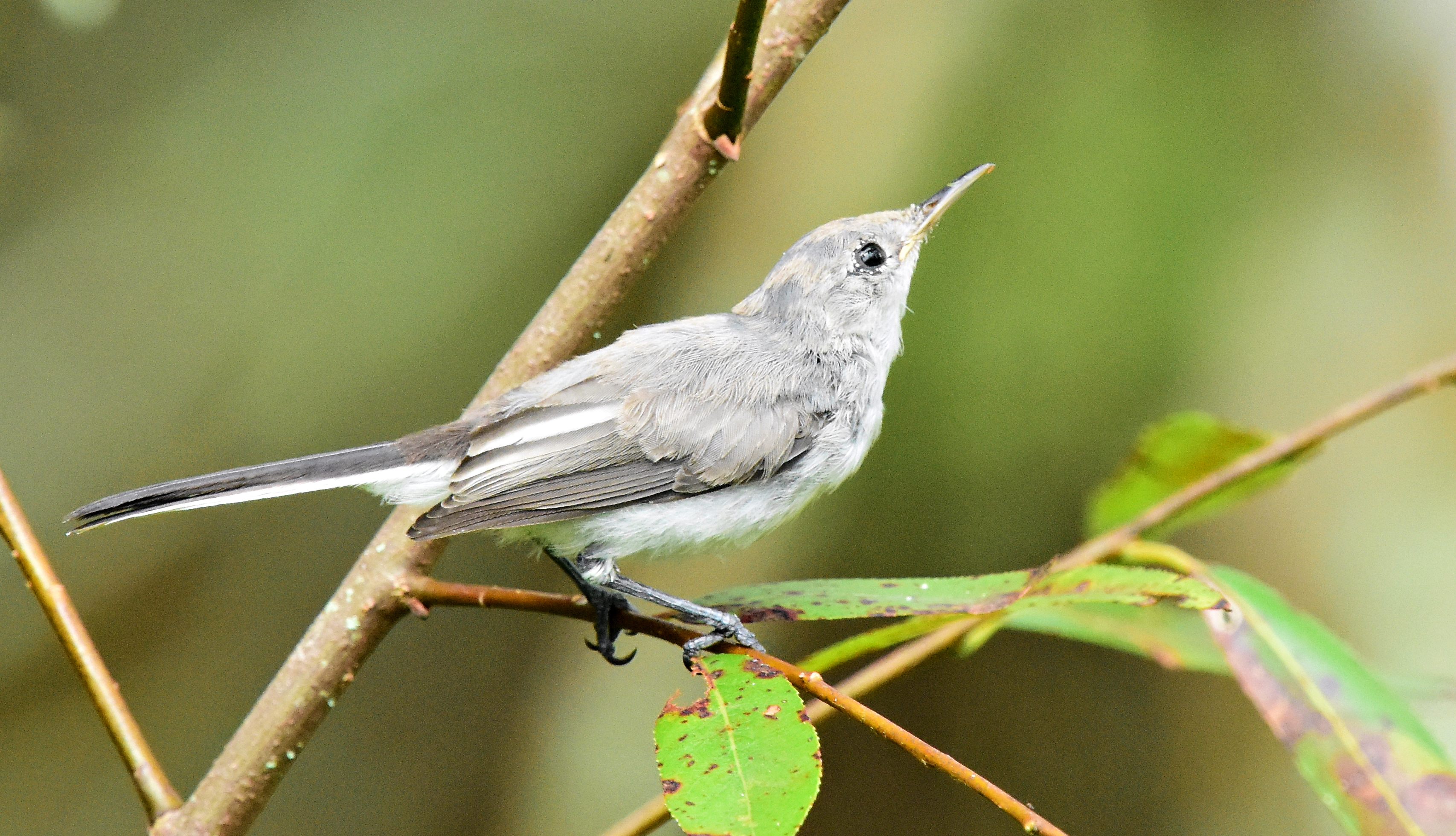 Tiny flying things at Lettuce Lake Park | Dina's Wildlife Adventures