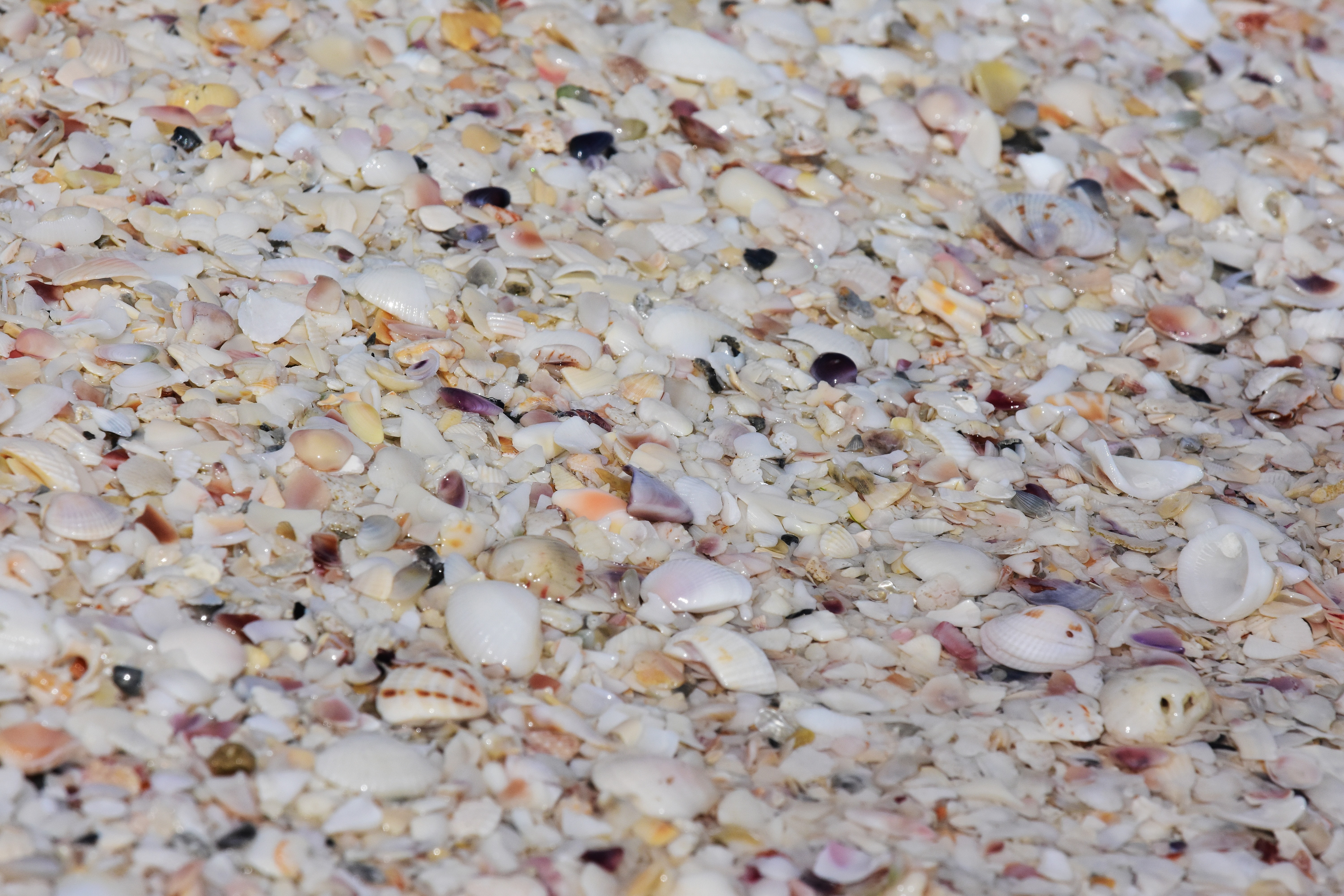 European flat oyster shell resting on pebbles with blurred sea in  background 55096214 Stock Photo at Vecteezy, image size:6000x4000