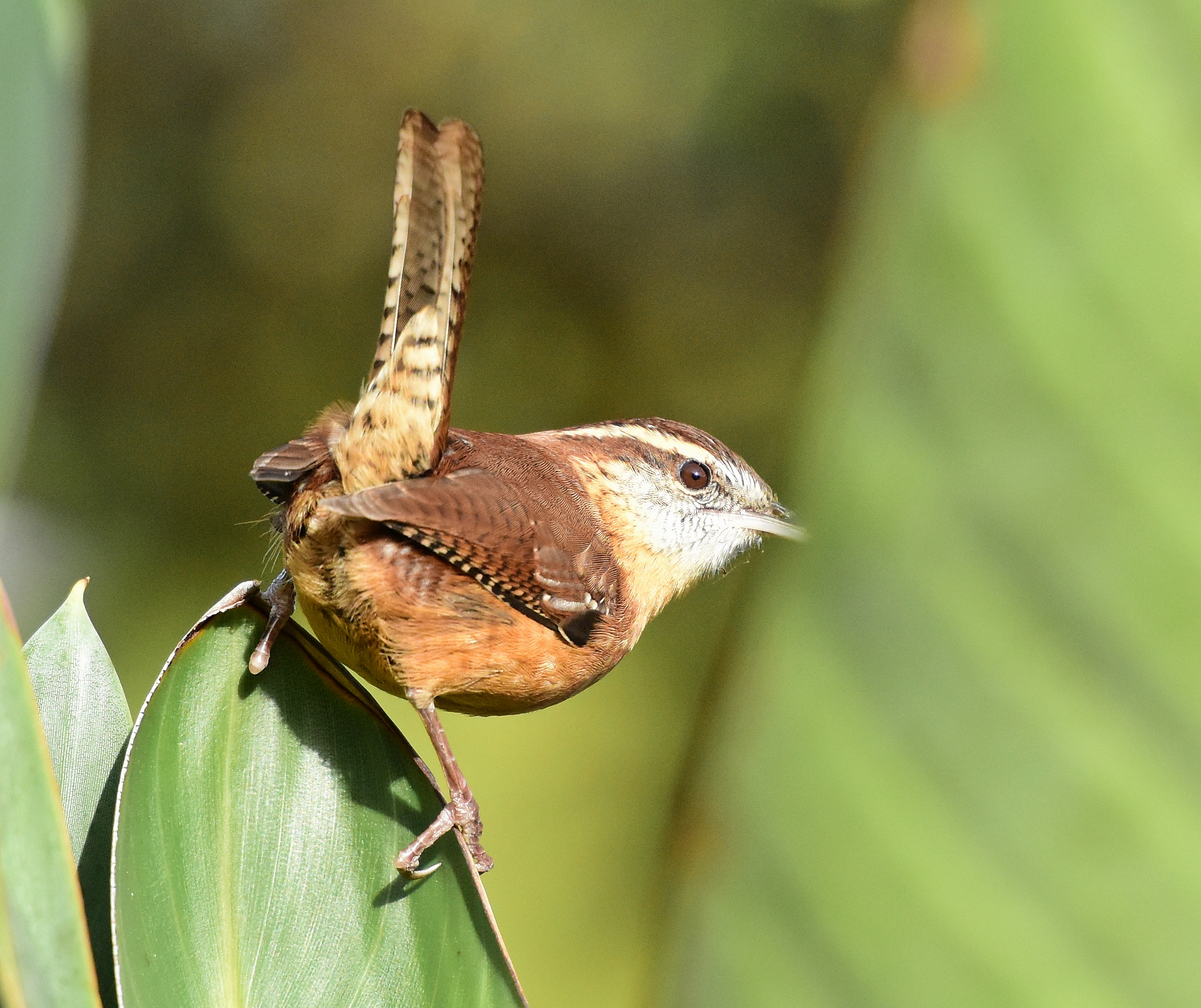 Flying things at the Botanical Gardens – Dina's Wildlife Adventures