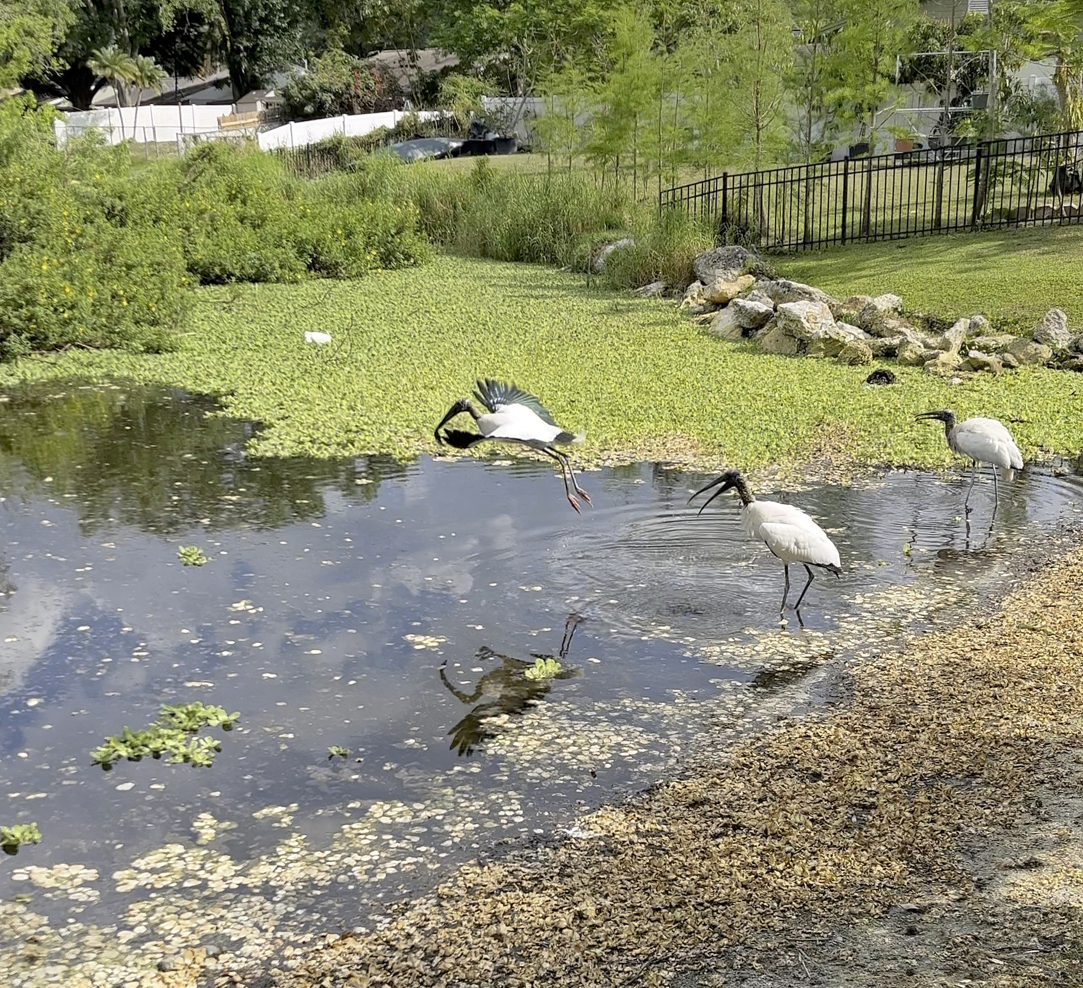 Another look at the rookery – Dina's Wildlife Adventures