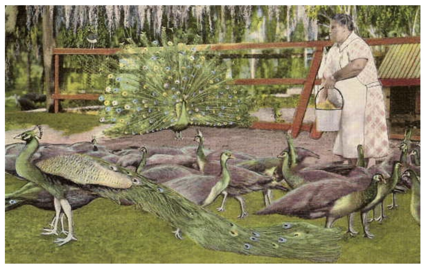 Annoyingly beautiful birds – Dina's Wildlife Adventures