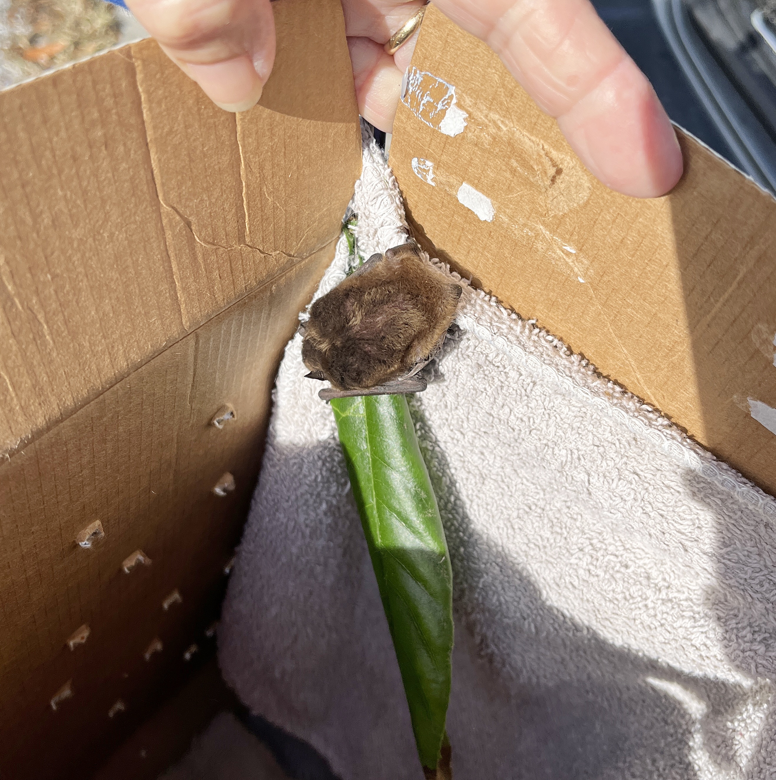 Ending the year and starting another with injured birds – Dina's ...