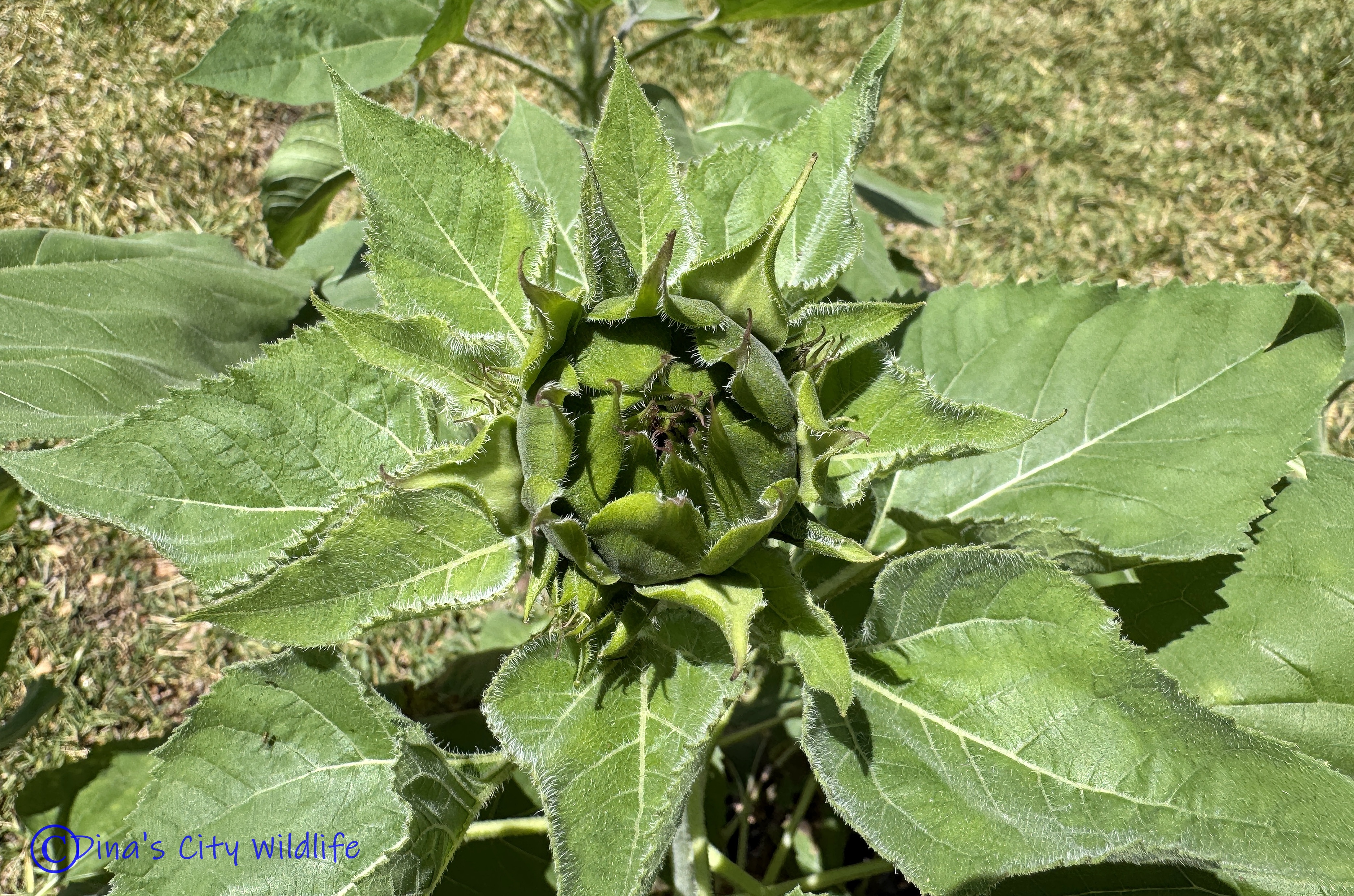 Has a preview image link and yet 404 :/