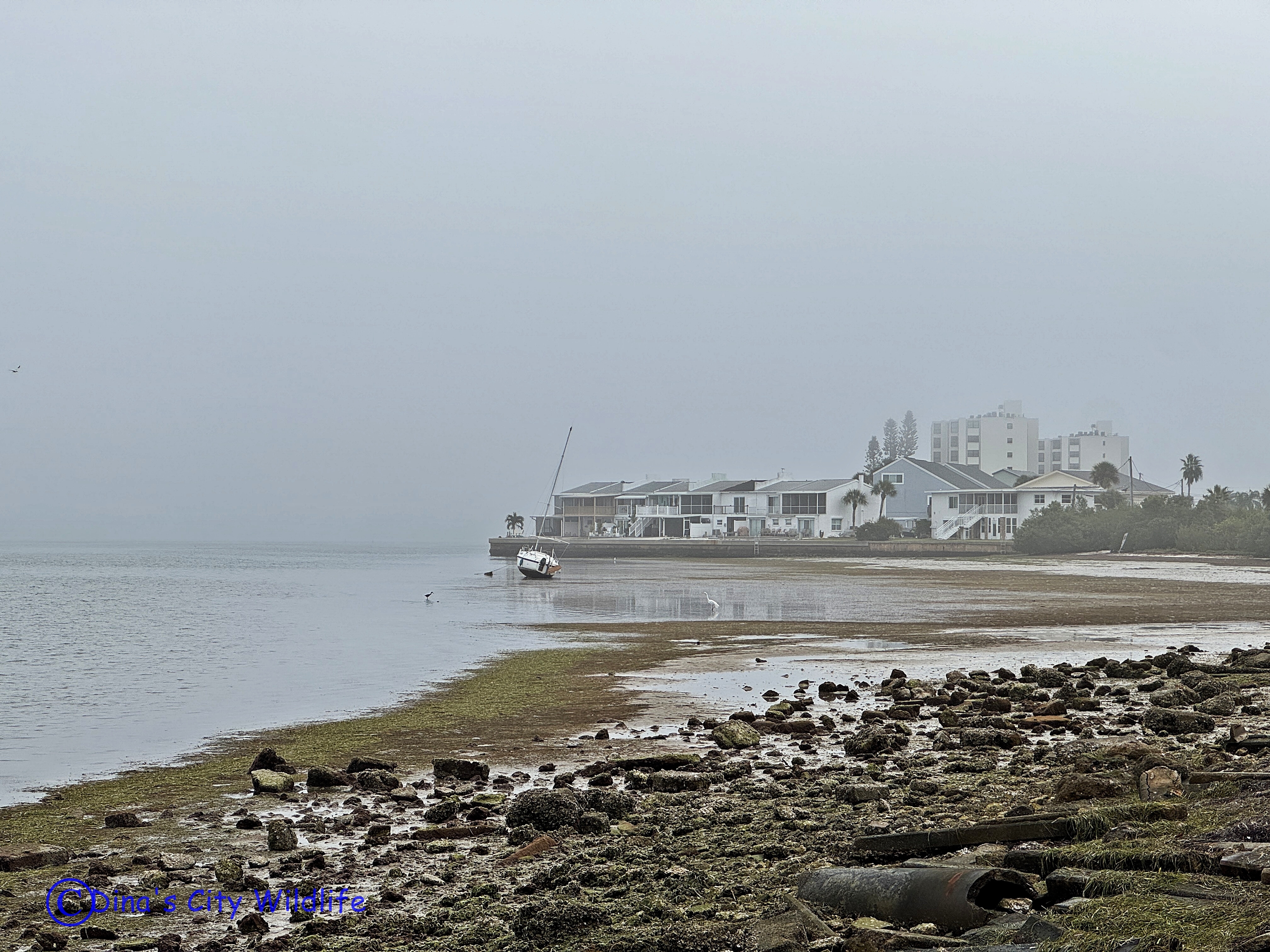 Foggy season has started – Dina's Wildlife Adventures